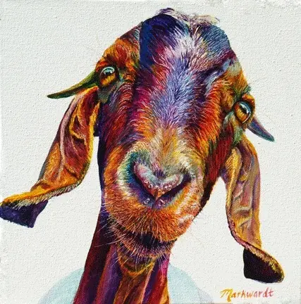 vaca