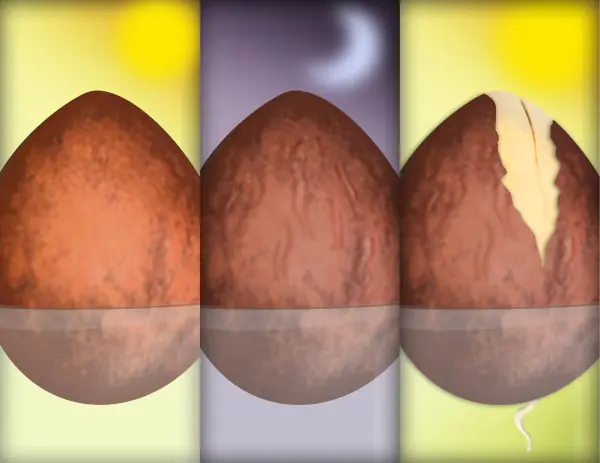 sembrar palta en casa