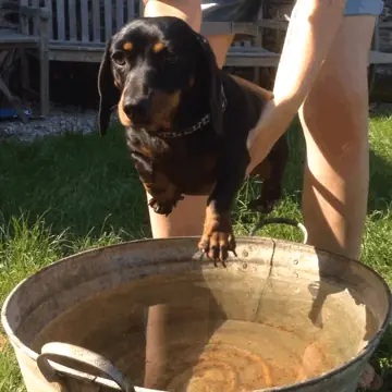 Shout Gif