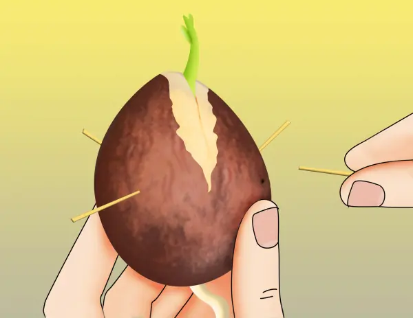 palta