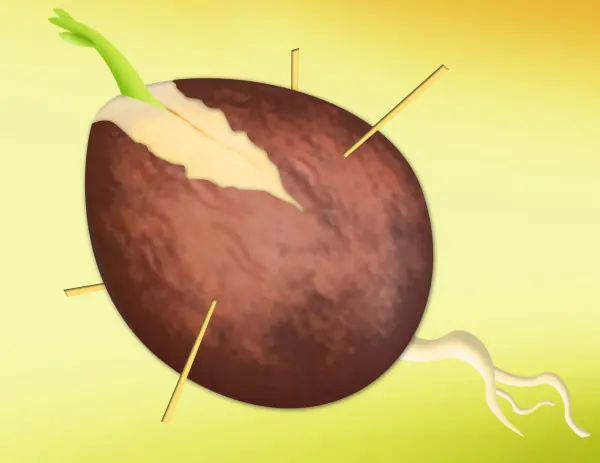 como sembrar aguacate