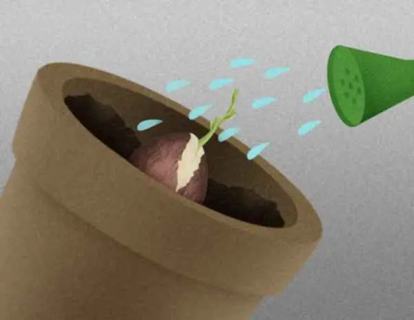 palta palta