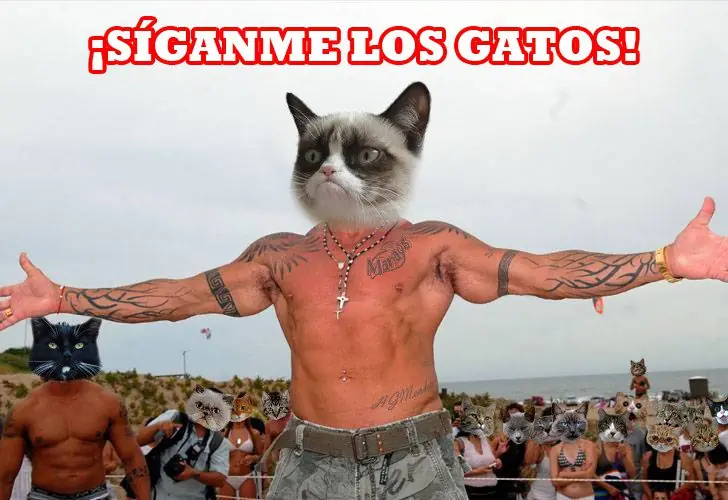 Puede mi pava llegar a top?