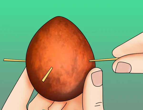 sembrar aguacate