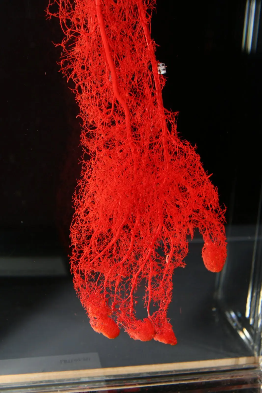 cardiovascular