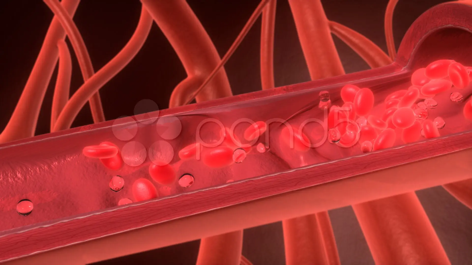 cardiovascular