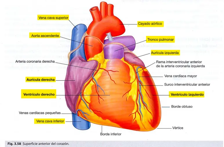 Sistema cardiovascular