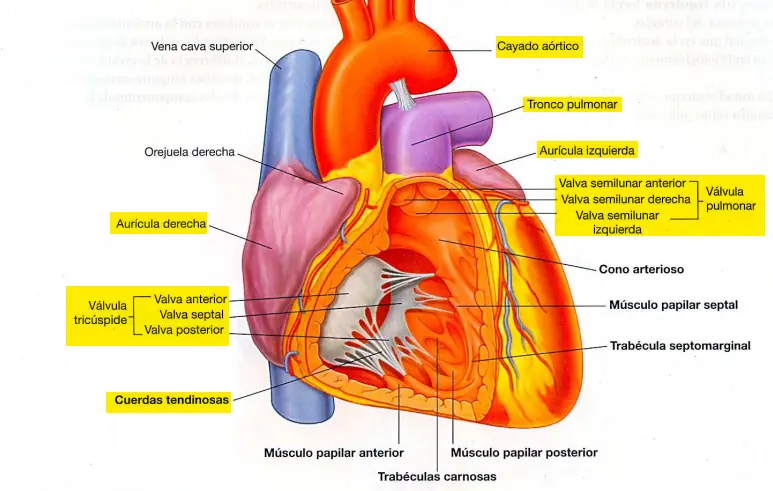 Sistema cardiovascular