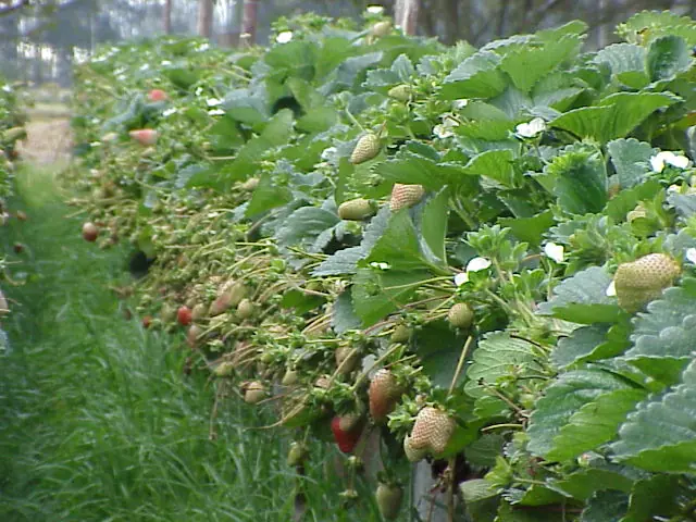 Mi historia paranormal: La llorona