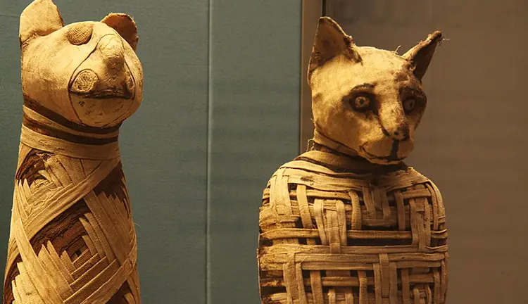 MegaPost - La historia del gato