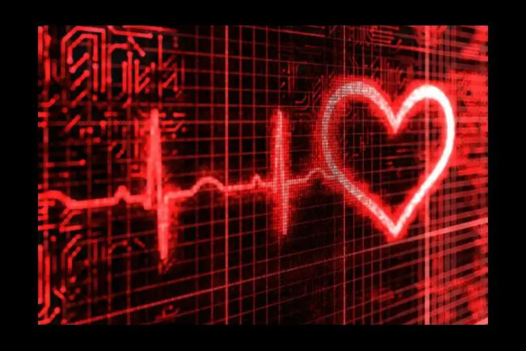 Sistema cardiovascular