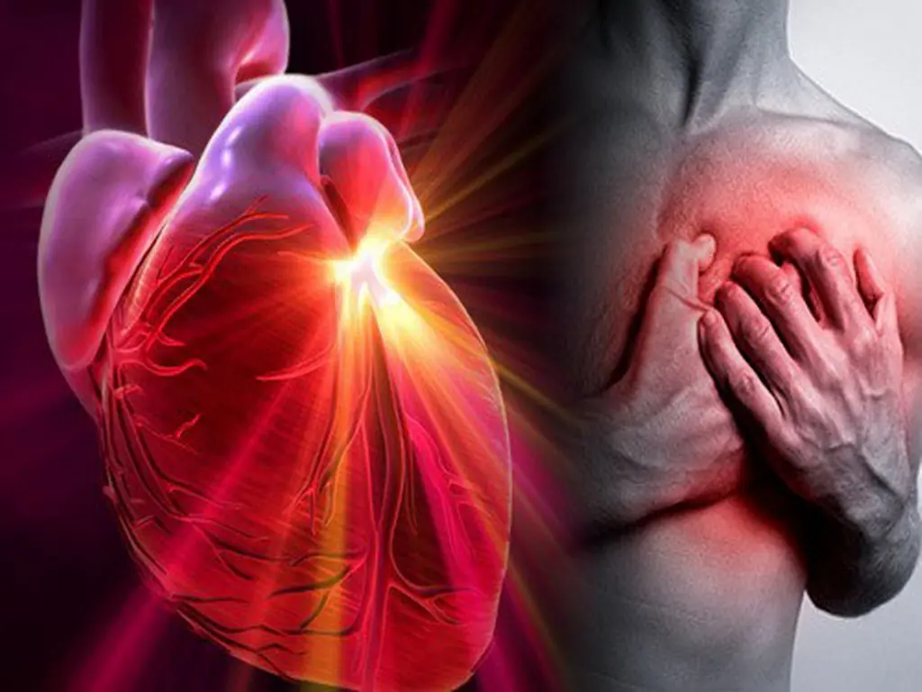 Sistema cardiovascular