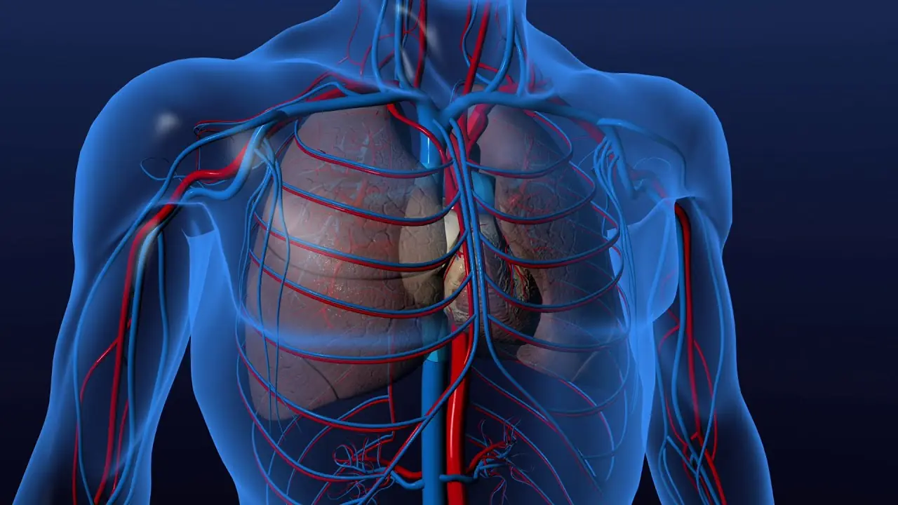 Sistema cardiovascular