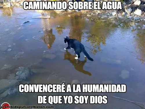 MegaPost - La historia del gato