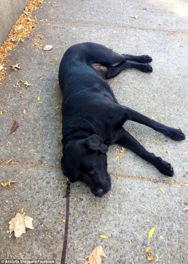 HORROR: imágenes de perros asesinados (no gente susceptible)