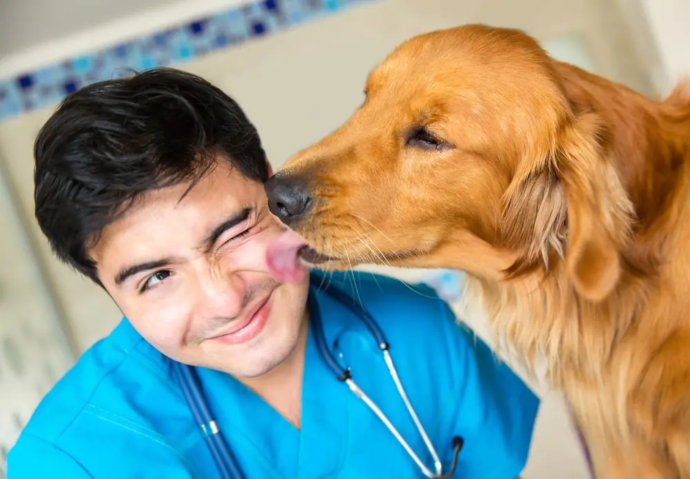 ¿Por qué los veterinarios son los que más se suicidan?