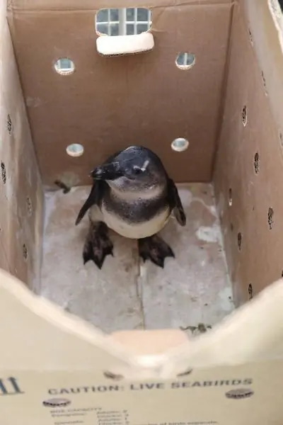 PINGUINOS