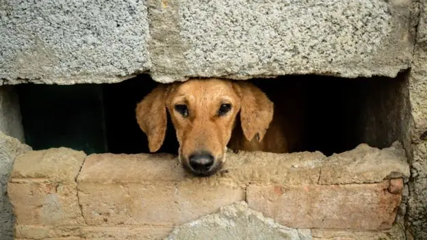 perros perros