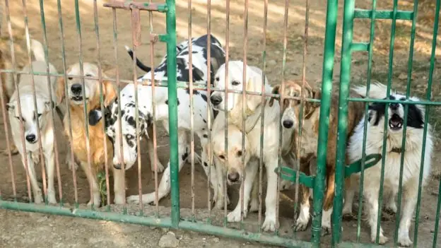 dedico su vida a los perros dedico su vida a los perros