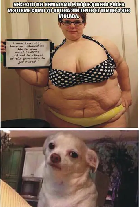 humor memes