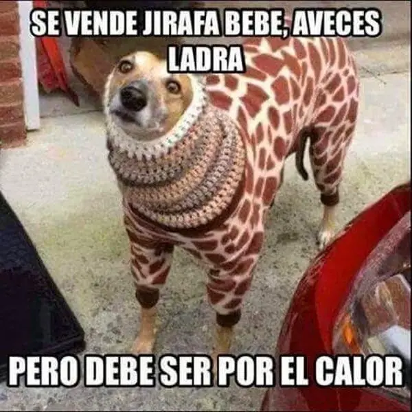 Imagenes graciosas