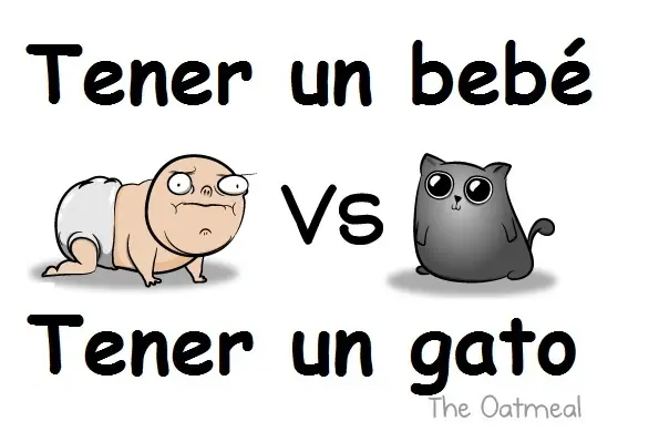 gato