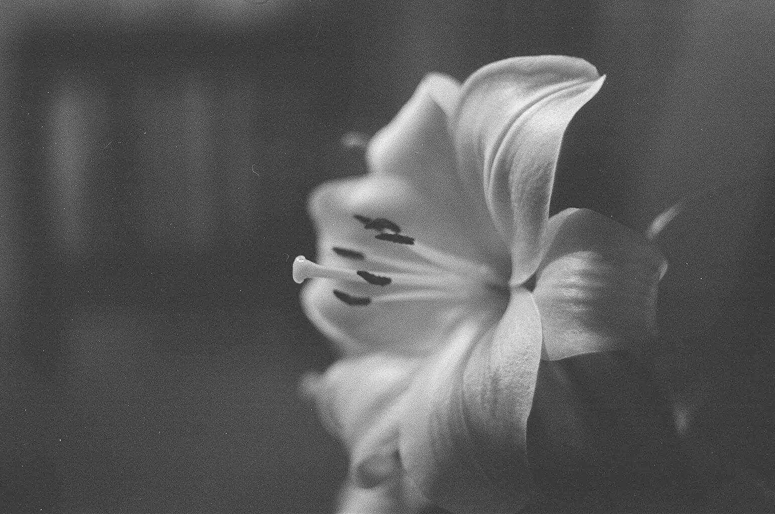 fotos analogicas