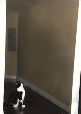 Steam key para los maquinas