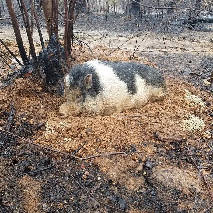 cerdito