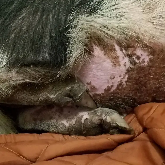 Incendio arrasó con su casa , pero su cerdito sobrevivió