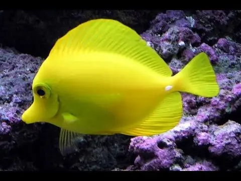 ¿Sabías que los peces pueden tener sed?