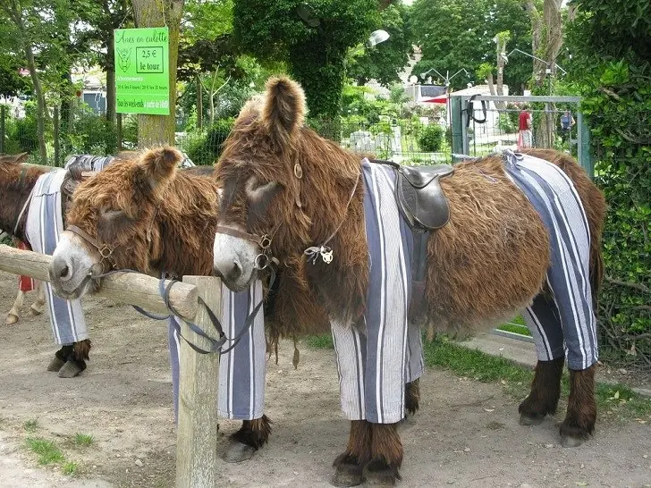 burros