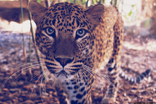 felinos
