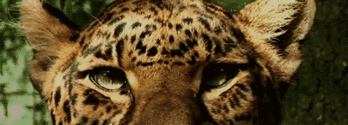 felinos