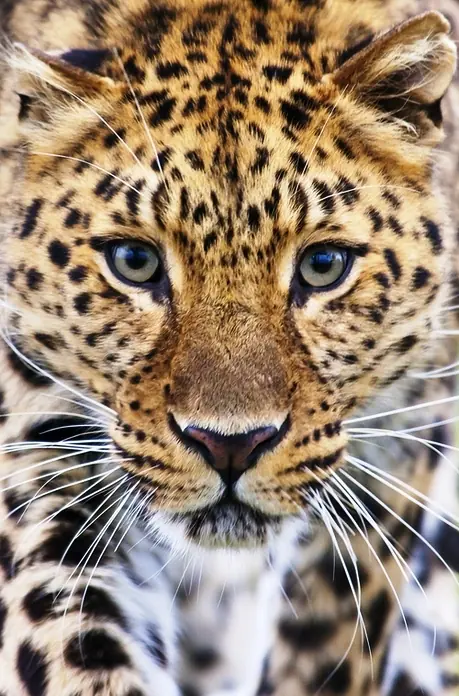 Top 10 curiosidades del Leopardo
