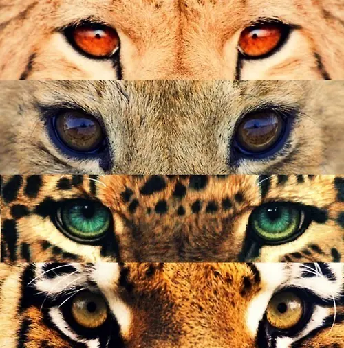 leopardos