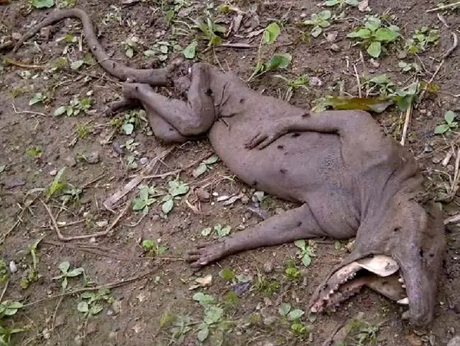 5 famosos monstruos que dan más miedo (o gracia) que Bigfoot