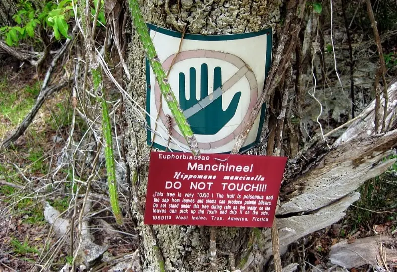 arbol