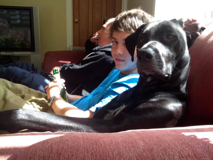 15 perritos que juran que son más humanos que sus dueños