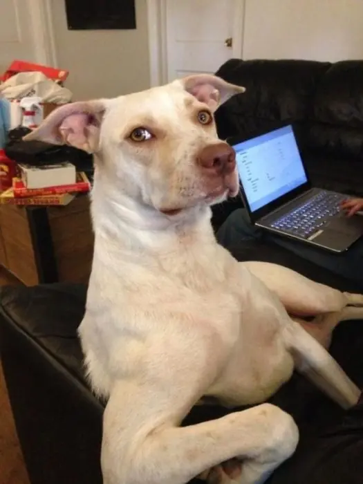 15 perritos que juran que son más humanos que sus dueños