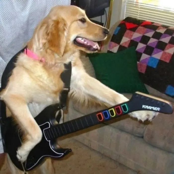 perros