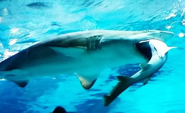tiburones