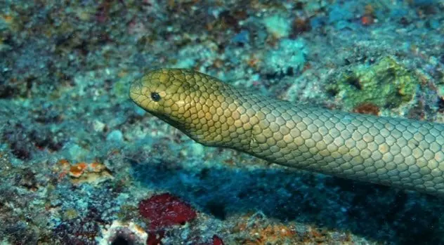 10 Cosas locas que han sido devoradas por tiburones!