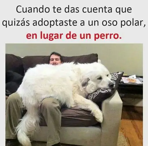 humor