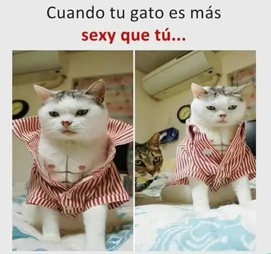animo