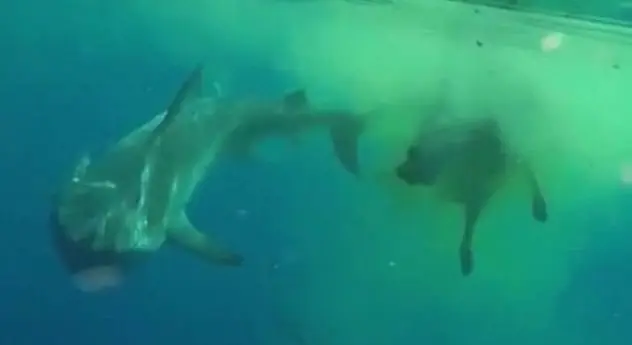 10 Cosas locas que han sido devoradas por tiburones!