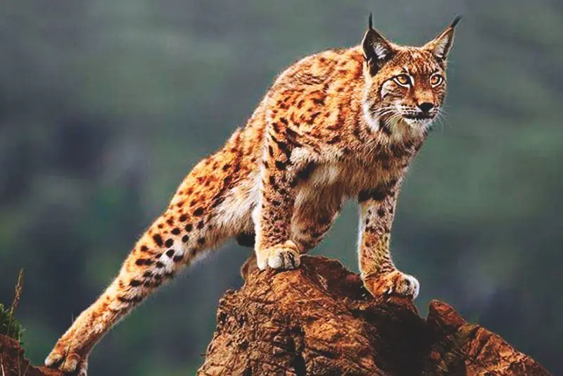 gato