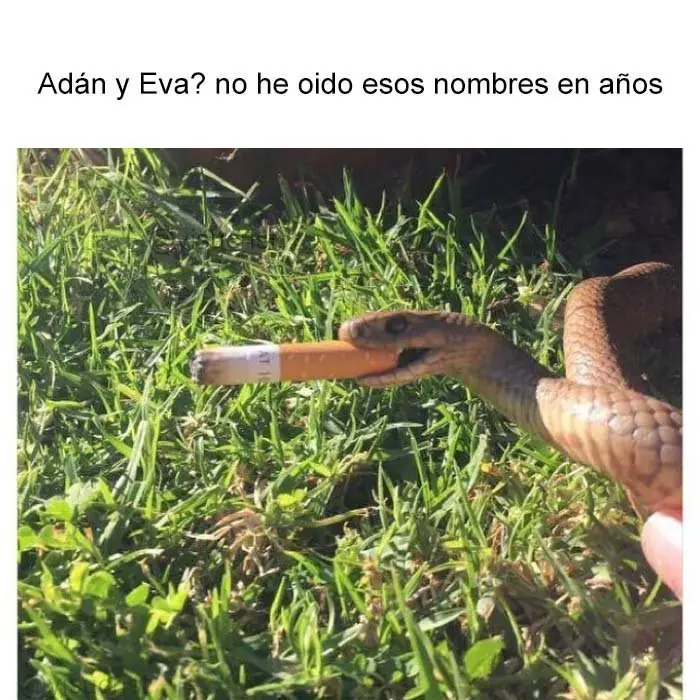 para whatsapp