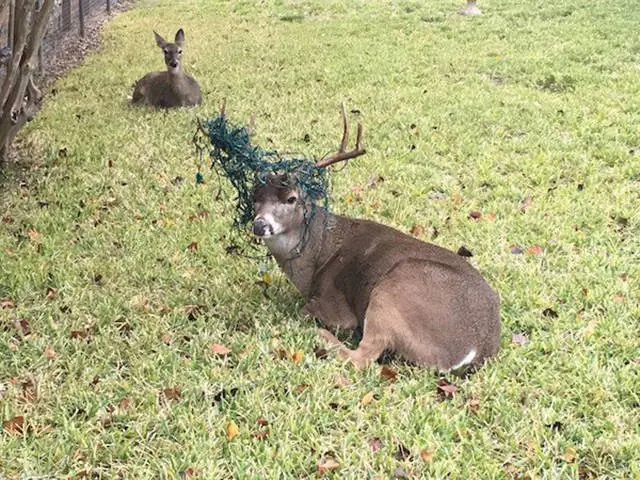 lince cosmico de las praderas