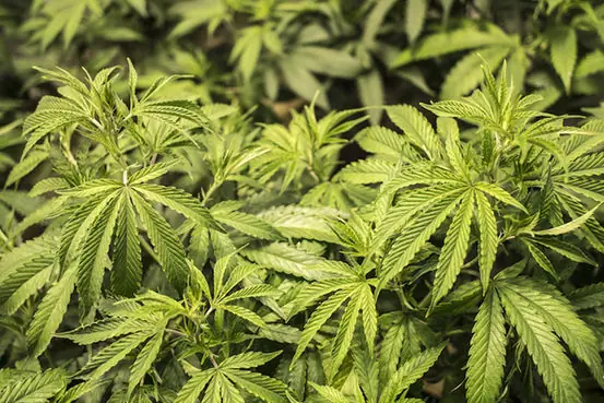 Los beneficios de la marijuana